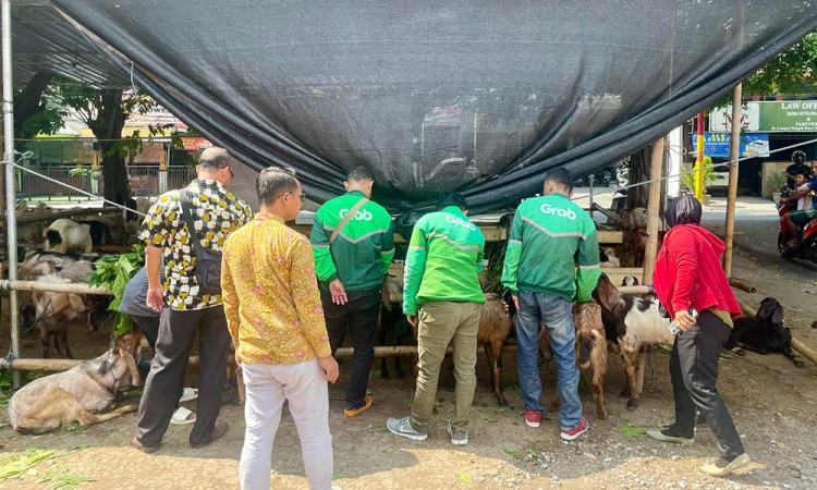 Ratusan Ekor Kambing Dibagikan Kepada Mitra Pengemudi Sebagai Bentuk Apresiasi Grab Dalam Semarak Iduladha 1446 H