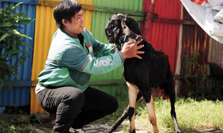 Ratusan Ekor Kambing Dibagikan Kepada Mitra Pengemudi Sebagai Bentuk Apresiasi Grab Dalam Semarak Iduladha 1446 H