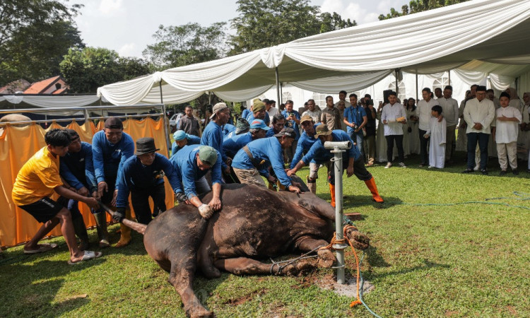 Bank Mandiri Group Distribusikan 1.134 Hewan Kurban