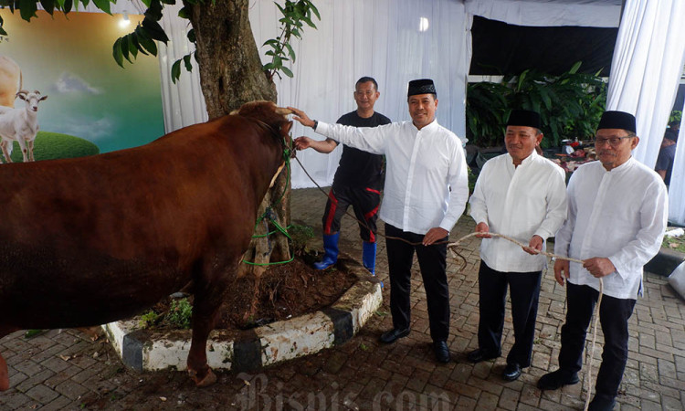 BSI Fokus Distribusi Hewan Kurban ke Daerah Pelosok