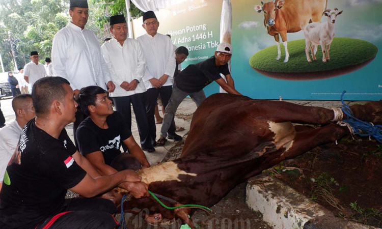 BSI Fokus Distribusi Hewan Kurban ke Daerah Pelosok