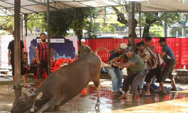 Pelindo Regional 4 Salurkan 35 Ekor Sapi Pada Iduladha 1446 Hijriah