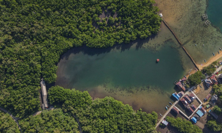 Rencana Peraturan Perlindungan dan Pengelolaan Mangrove