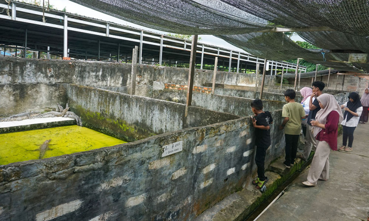 Wisata Penangkaran Buaya di Balikpapan