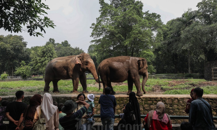 Selama Libur Iduladha 80.000 Orang Berlibur Di Ragunan