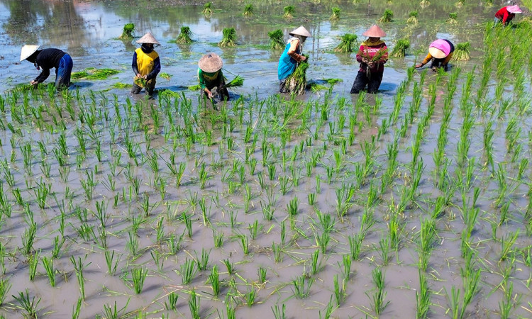 Nilai Tukar Petani Mei 2025 Menurun