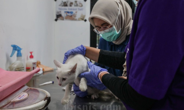Wacana Program Subsidi Kesehatan Hewan