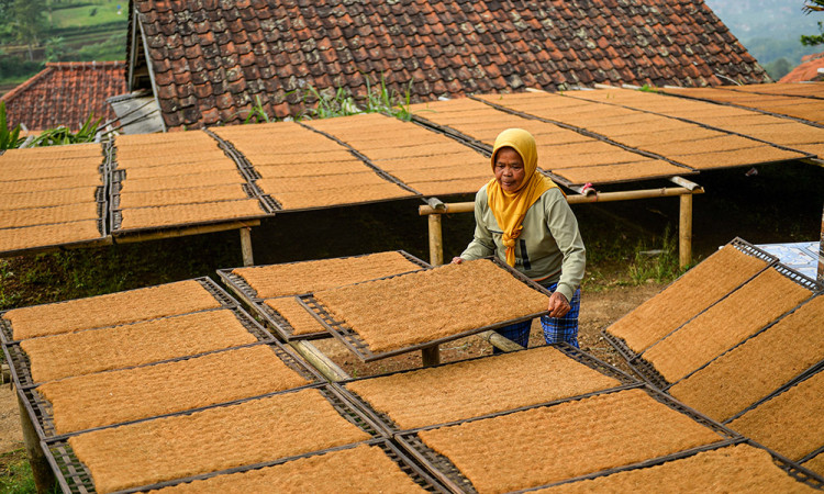 Cuaca Tidak Menentu, Harga Tembakau di Sumedang Turun