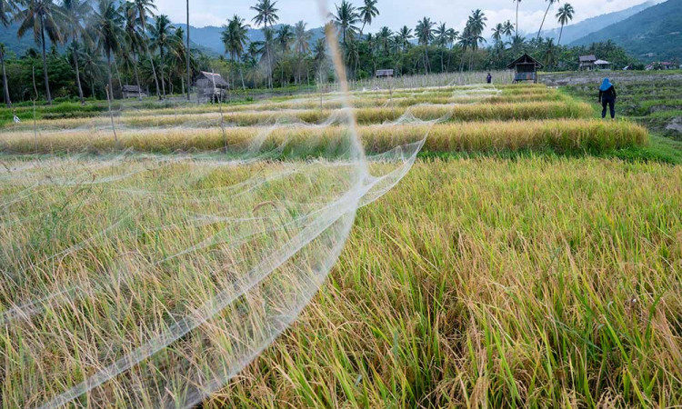 Pemerintah Sigi Akan Mencetak Sawah Baru Untuk Mengatasi Penambangan Emas Ilegal