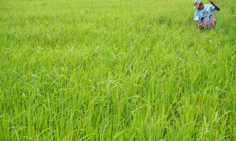 Pemerintah Sigi Akan Mencetak Sawah Baru Untuk Mengatasi Penambangan Emas Ilegal