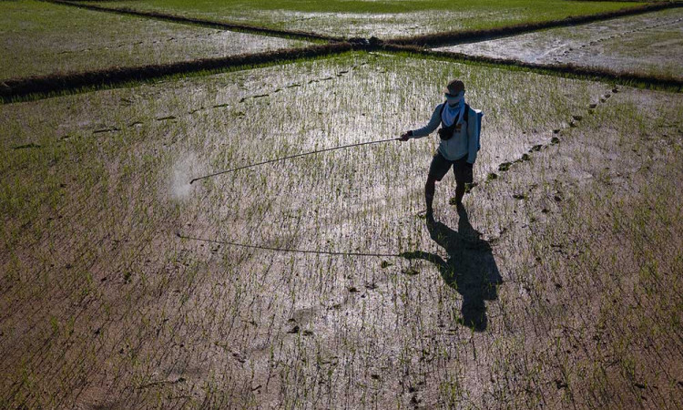 Pemerintah Kabupaten Konawe Selatan Akan Tambah Sawah Baru Seluas 1.400 Hektare