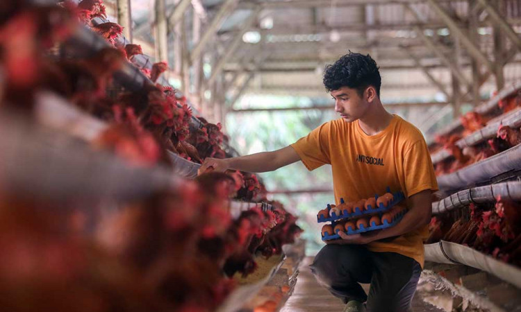 Indonesia Membutuhkan 100 Juta Ayam Petelur Untuk Memenuhi Program MBG