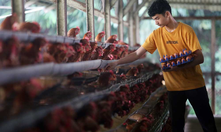 Indonesia Membutuhkan 100 Juta Ayam Petelur Untuk Memenuhi Program MBG