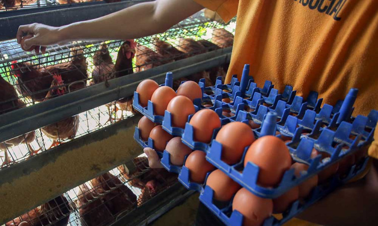 Indonesia Membutuhkan 100 Juta Ayam Petelur Untuk Memenuhi Program MBG