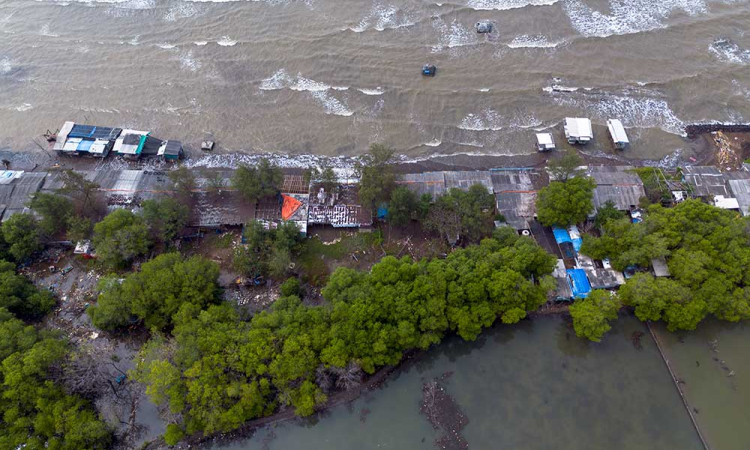 Kementerian Lingkungan Hidup Akan Merehabilitasi 200 Hektare Hutan Mangrove di Indramayu