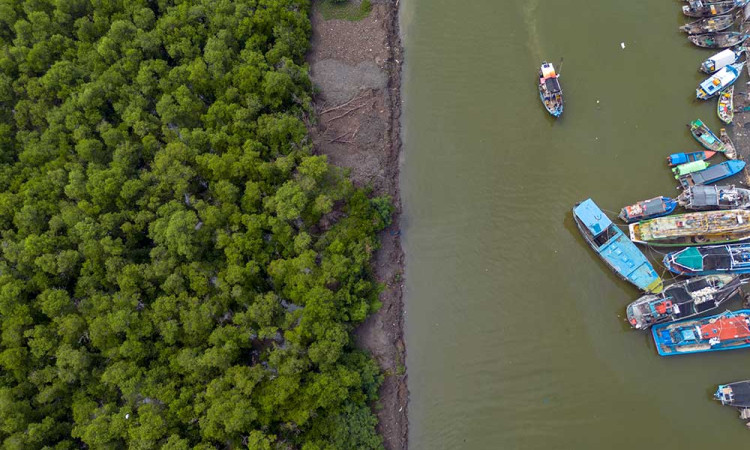 Kementerian Lingkungan Hidup Akan Merehabilitasi 200 Hektare Hutan Mangrove di Indramayu