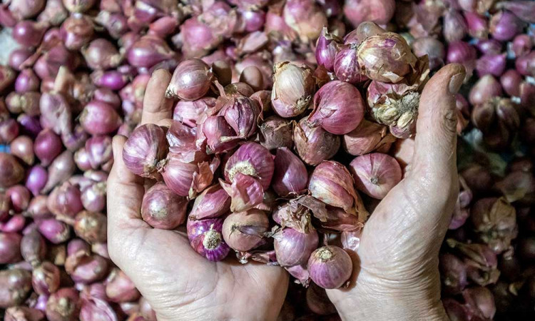 BPS Mencatat Kenaikan Harga Bawang Merah Sebesar 41,11%