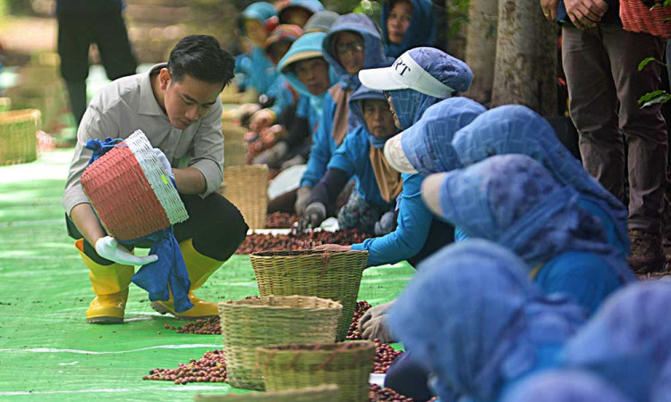 Wakil Presiden Gibran Rakabuming Raka Berdialog Bersama Petani Kopi di Jawa Timur