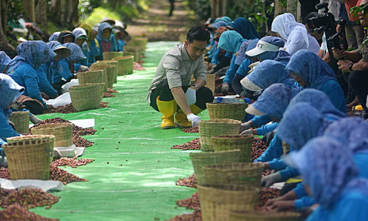Wakil Presiden Gibran Rakabuming Raka Berdialog Bersama Petani Kopi di Jawa Timur