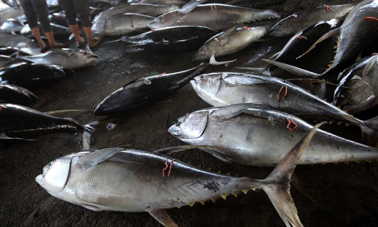 Harga Ikan di Aceh Alami Kenaikan Akibat Cuaca Buruk
