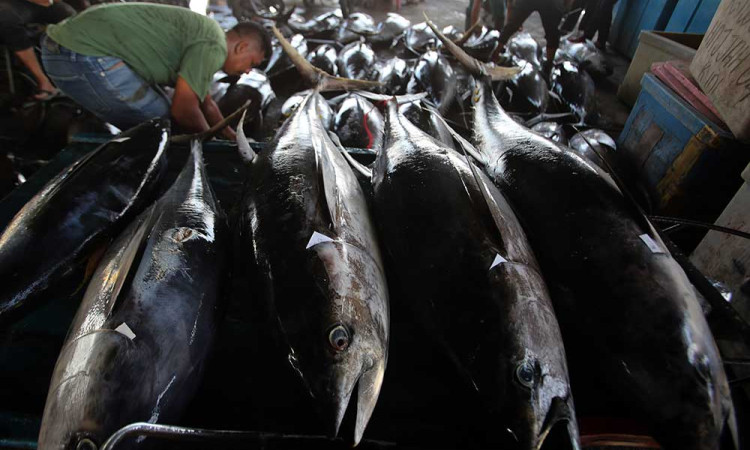 Harga Ikan di Aceh Alami Kenaikan Akibat Cuaca Buruk