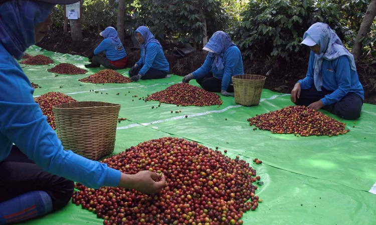 Peningkatan Produktivitas Petani Kopi di Jawa Timur
