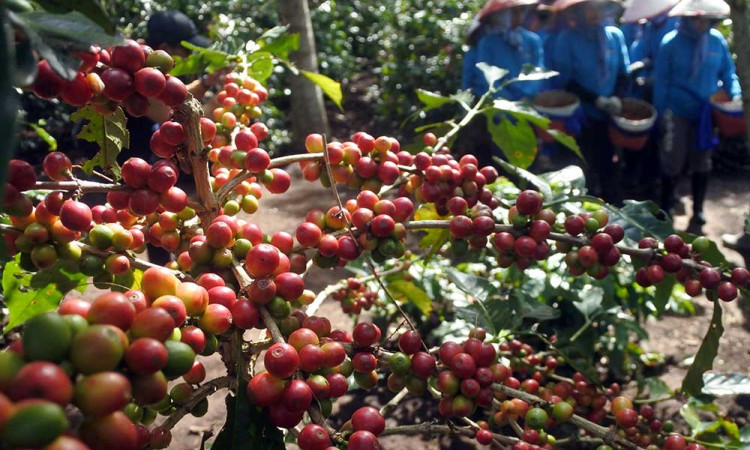 Peningkatan Produktivitas Petani Kopi di Jawa Timur