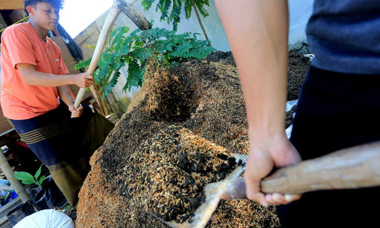 Proses Pembuatan Pupuk Organik di Aceh