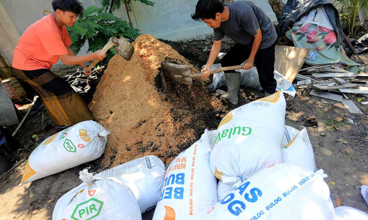 Proses Pembuatan Pupuk Organik di Aceh