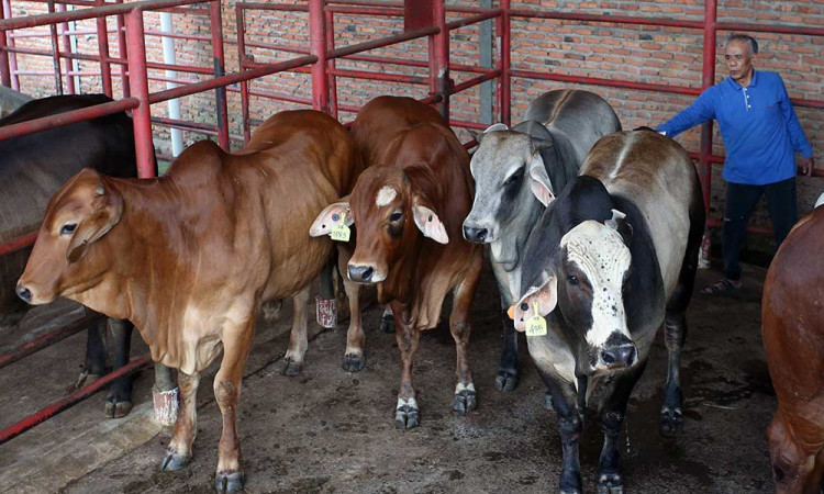 Pemerintah Tidak Lagi Berlakukan Batasan Kuota Impor Sapi Hidup