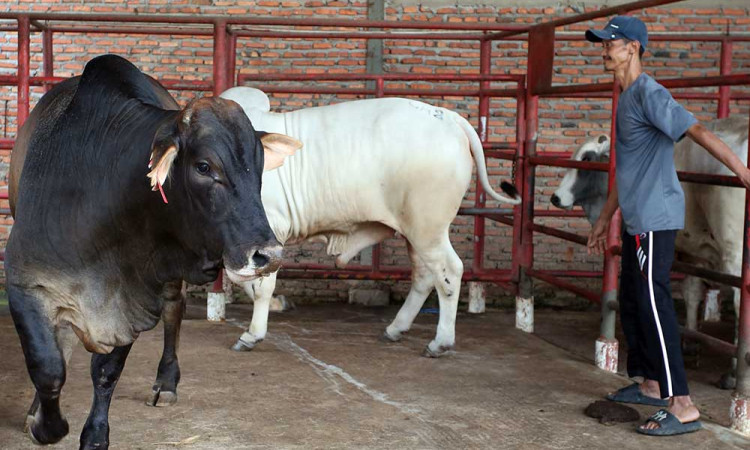 Pemerintah Tidak Lagi Berlakukan Batasan Kuota Impor Sapi Hidup