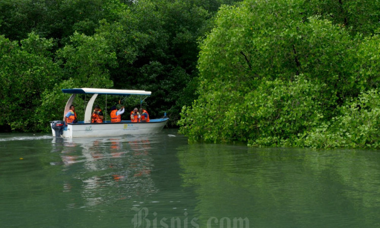 Ekowisata Mangrove Batu Lumbang Dorong Ekonomi Warga