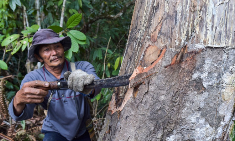 Pemanfaatan Hasil Hutan Adat