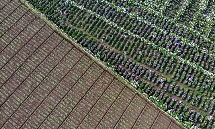 Wisata Ladang Bunga Hortensia