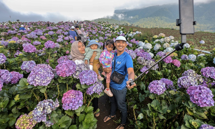 Wisata Ladang Bunga Hortensia di Batu