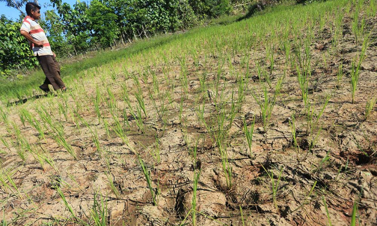 Puluhan Hektar Sawah di Aceh Alami Kekeringan