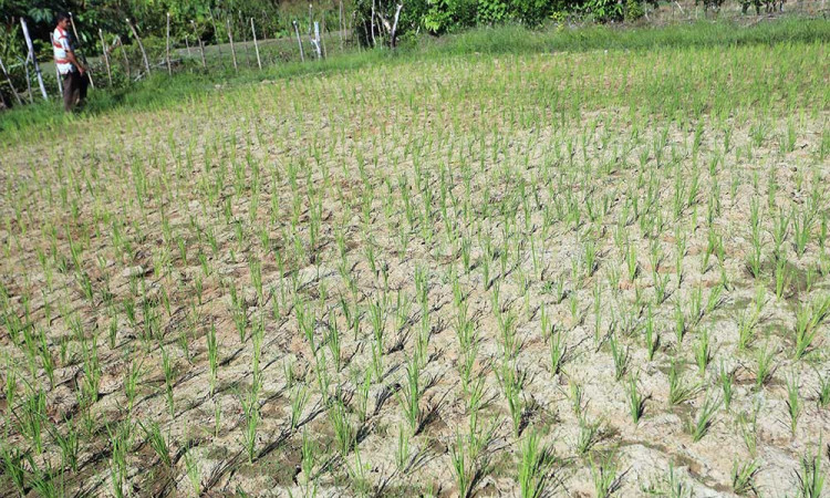 Puluhan Hektar Sawah di Aceh Alami Kekeringan