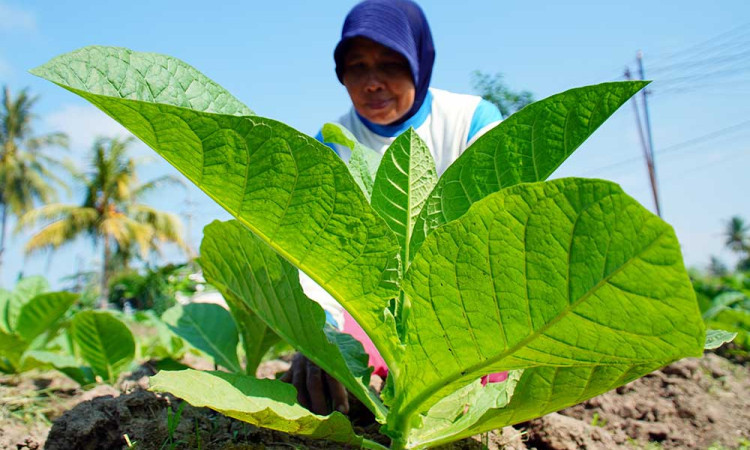 Panen Tembakau di Jawa Timur Diprediksi Mundur Akibat Anomali Cuaca
