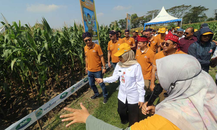 Syngenta Indonesia Meluncurkan Jagung Hibrida Berteknologi Tinggi NK Perkasa Sakti