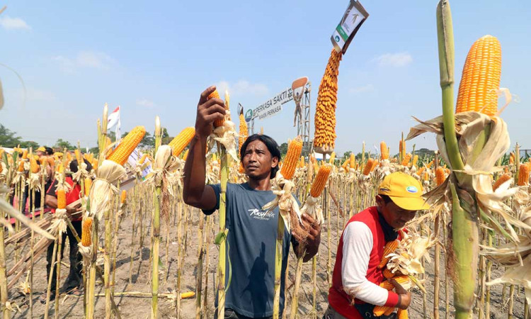 Syngenta Indonesia Meluncurkan Jagung Hibrida Berteknologi Tinggi NK Perkasa Sakti