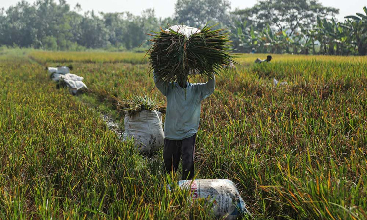 BPS Mencatat Perekonomian Jawa Tengah Pada Triwulan I/2025 Tumbuh Sebesar 4,96%