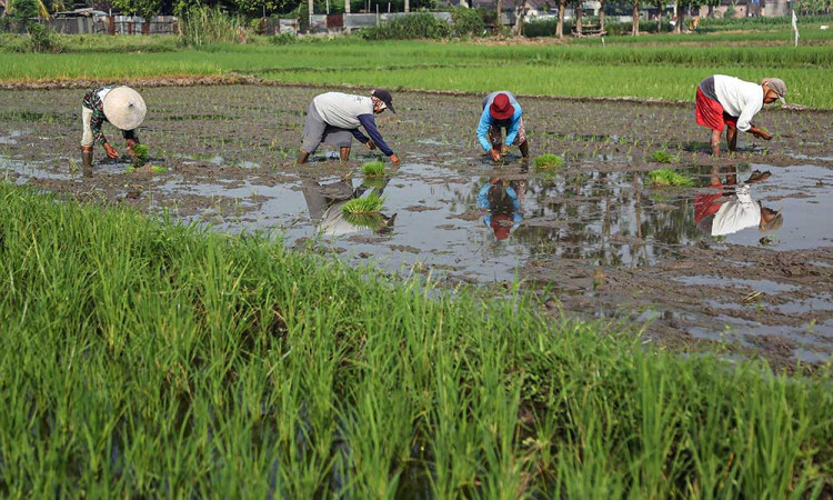 BPS Mencatat Perekonomian Jawa Tengah Pada Triwulan I/2025 Tumbuh Sebesar 4,96%