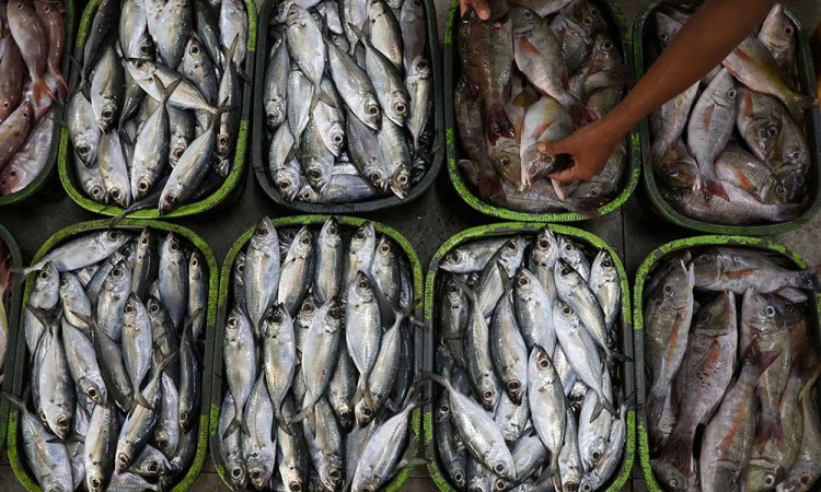 KKP Terbitkan Peraturan Terkait Penerapan Standar Bahan Baku Pengolahan Ikan