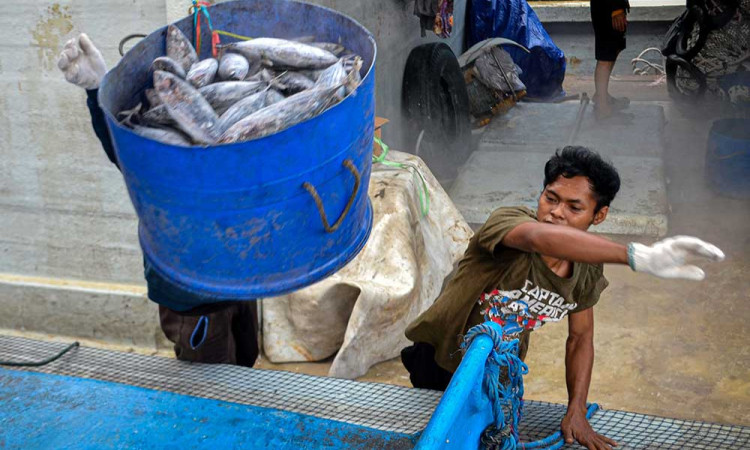 Pendapatan Indonesia Dari Sektor Perikanan Pesisir dan Laut Telah Mencapai Rp116 triliun