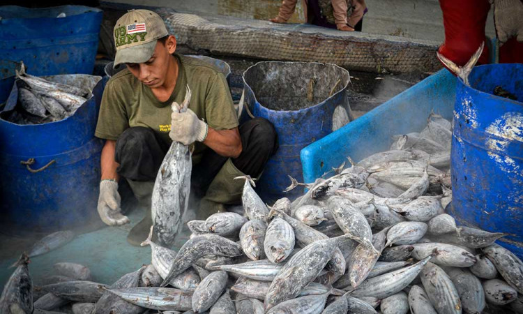 Pendapatan Indonesia Dari Sektor Perikanan Pesisir dan Laut Telah Mencapai Rp116 triliun