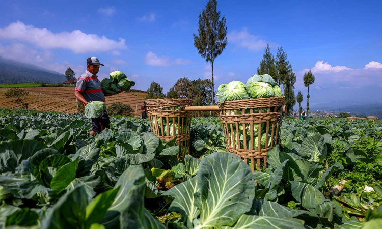 BPS Mencatat Nilai Tukar Petani Pada Juni 2025 Naik 0,47%