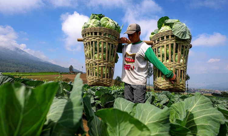 BPS Mencatat Nilai Tukar Petani Pada Juni 2025 Naik 0,47%