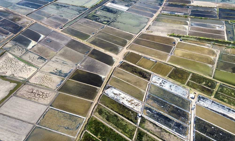 Petani Garan di Pasuruan Tidak Menggarap Tambaknya Karena Tingganya Curah Hujan