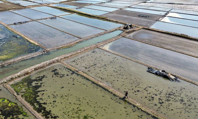 Petani Garan di Pasuruan Tidak Menggarap Tambaknya Karena Tingganya Curah Hujan