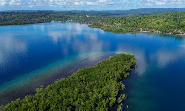 Potensi Wisata Mangrove Pulau Siberut Mentawai